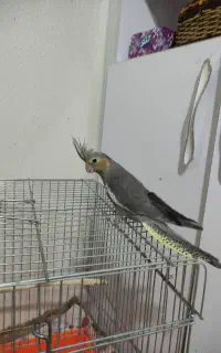 عروس هلندی