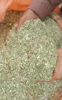 خوراک دام آریانا