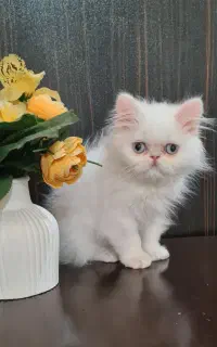 گربه پرشین