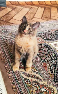 گربه بریتیش گوش تیز لانگ هیر