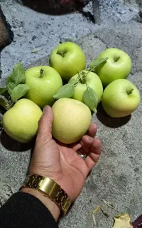 سیب درختی شیرین گهواره