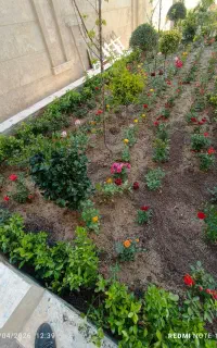خدمات باغبانی گل کاری تعویض خاک در تمام نقاط تهران