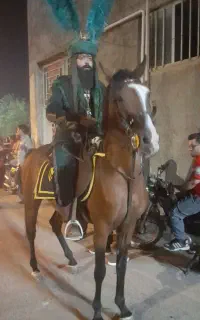 اسب مادیان سواری دار شجره دار