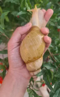 حلزون آچاتینا خونگی و طبی جوانساز صورت