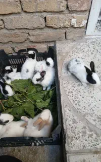 خرگوش ۲