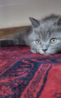 گربه اسکاتیش بلو ۴ ماهه