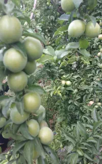 کودهای کشاورزی ارگانیک مناسب زمین شما کشاورز عزیز