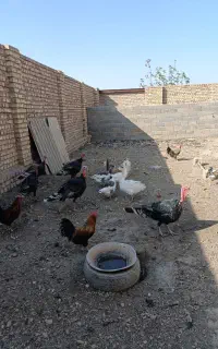 بوقلمون نر و ماده،خروس گلین،غاز