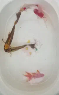 ماهی کوی و قرمز