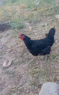خروس و مرغهاسالم و سرحال هستند.