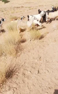 بز..وبزغاله