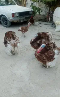 بوقلمون نر ۶ماهه آماده جفت گیری