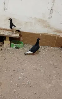 ۲تا جوجه قره سیاه و سوری و سبز آلمانی