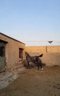 کره مادیان درجه یک