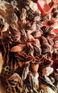 جوجه یکروزه بلدرچین گوشتی