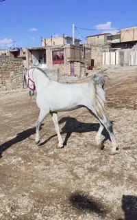 فروش اسب سواری دار