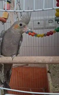 عروس هلندی