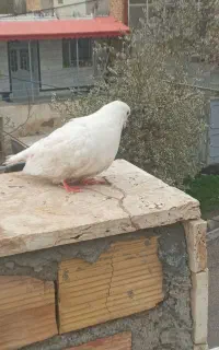 کبوتر