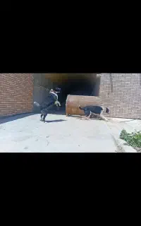 واگذاری سگ