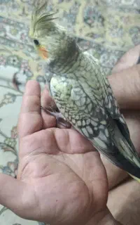 عروس هلندی کاملا دستی ورام اون زرد نره