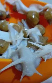 فروش حلزون سالم و سرحال