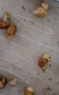 حلزون اچاتینا