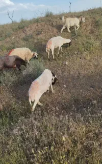 میش بره درجه یک یک