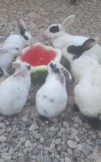 خرگوش