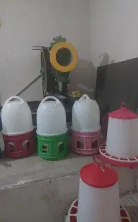 ۲ جا دونی ۴ جا ابی کبوتر و مرغ
