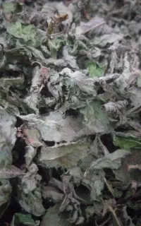 نعناع خشک