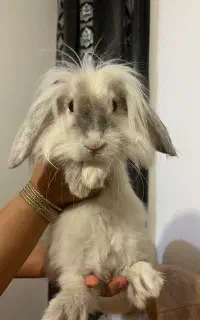 خرگوش و خوکچه هندی