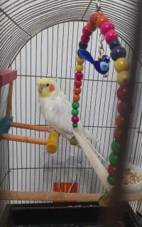 عروس هلندی