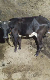 گاو صحرا