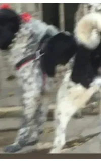 واگذاری سگ گوسفندی