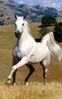 سیلمی فوق فنوتیپ کرد