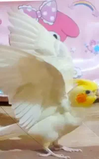 عروس هلندی گمشده
