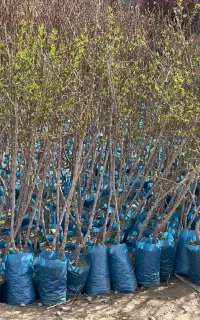 فروش انواع نهال های مثمر و غیر مثمر