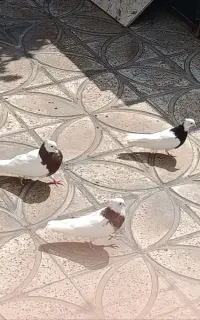 کبوتر طوقی