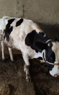 گاو ماده به شکم زایده