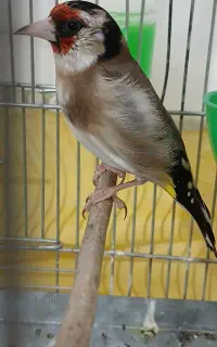 سهره ماده آماده