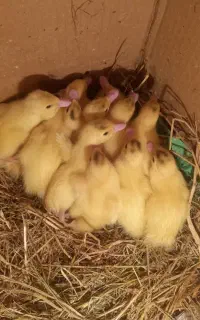 جوجه اردک اسراییلی