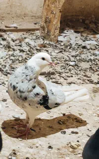 کبوترشازده