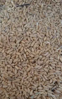 گندم و پلاستیک کشاورزی