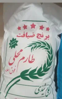 برنج کشت دوم طارم فریدونکنار