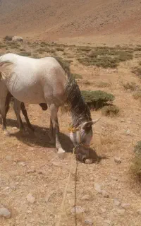 چهاربا برا فروش
