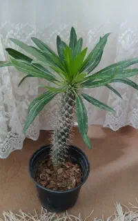 کاکتوس ماداگاسکار ۳۰۰۰۰۰تومان