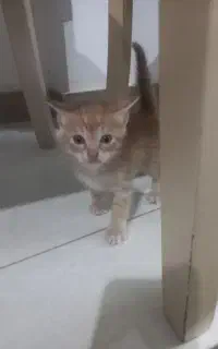 واگذاری بچه گربه ی ناز