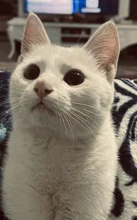 گربه