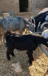 بز کهره دار