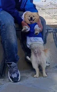 سگ پامرانی نژاد روباهی